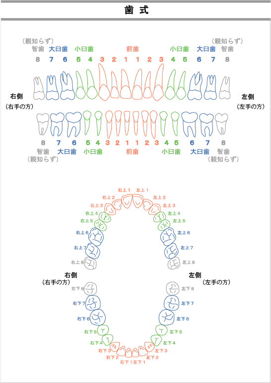 歯式